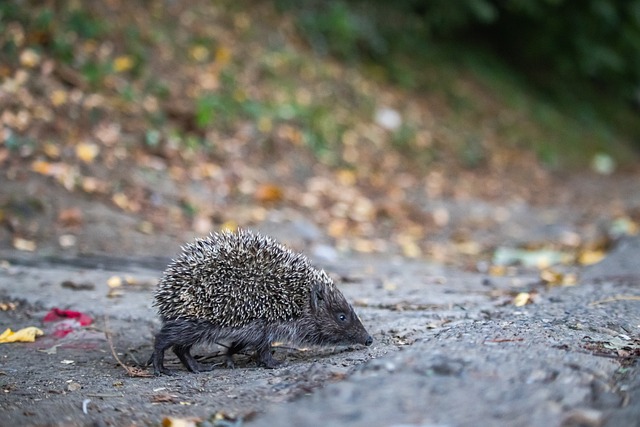 霍芬海姆为 霍芬海姆为